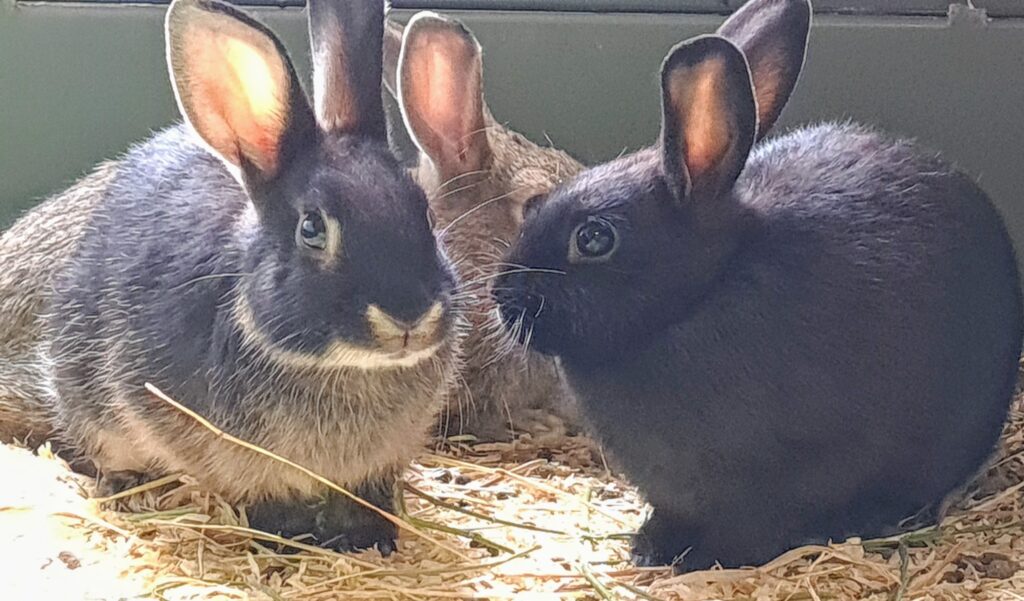 Rabbits Mixed Breed Pets at Town Gardens and City Pets