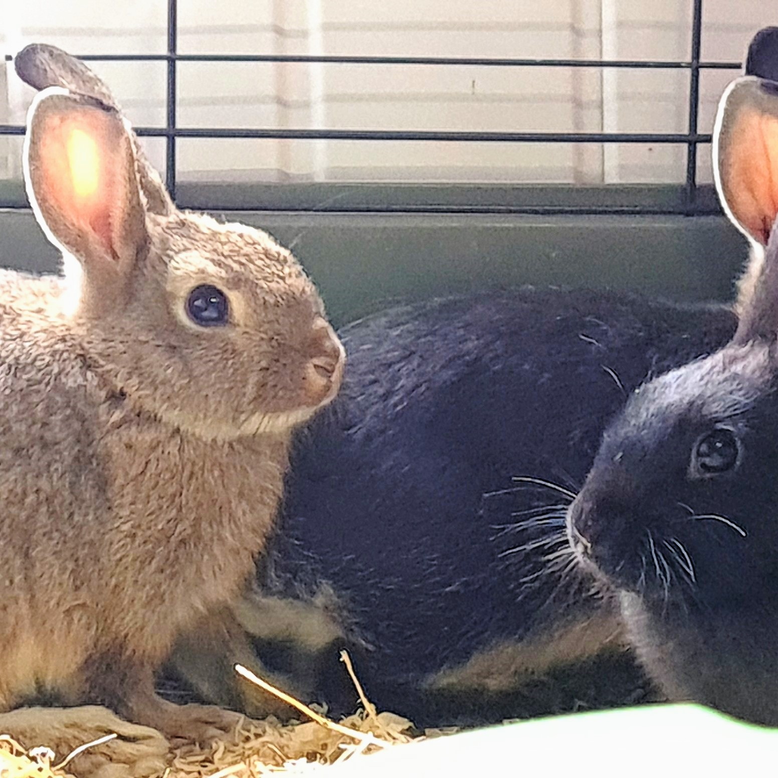 Rabbits Mixed Breed Pets at Town Gardens and City Pets